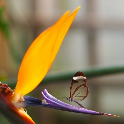 Fotos Mariposa alas de cristal