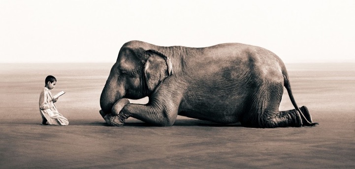 Elephant photography