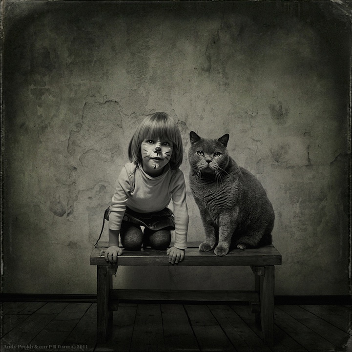 Fotografía de gatos Andry Prokh